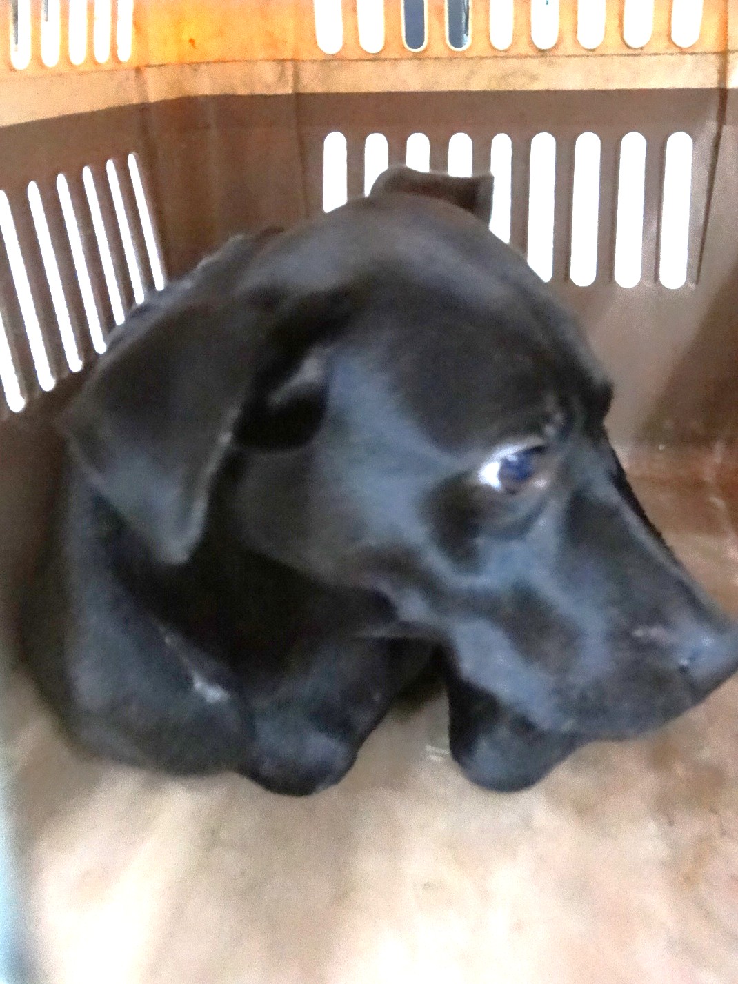 ミックス犬(オス・成犬・黒)、大型, 施設番号 …0965. 顔のアップです。