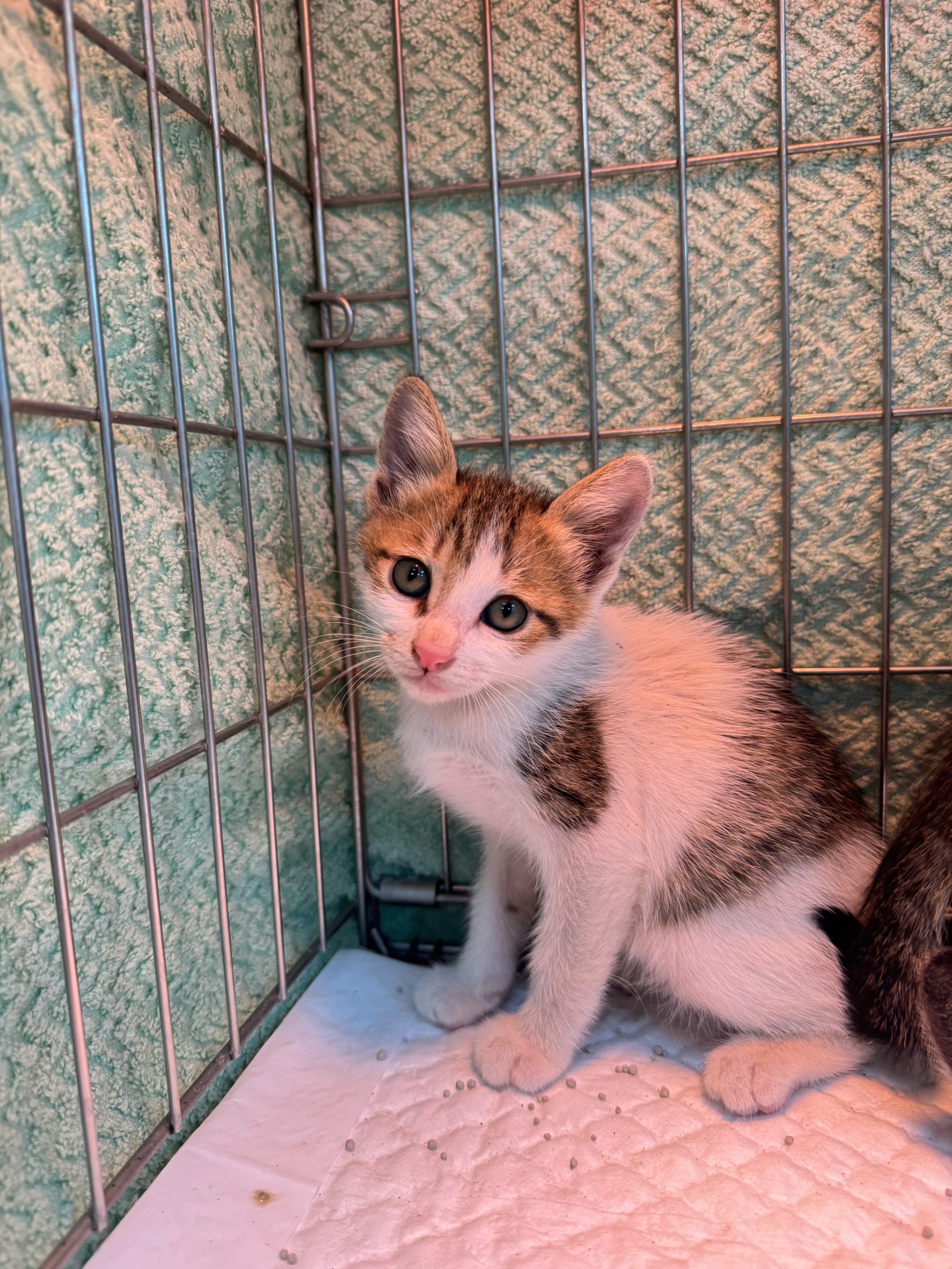 Tabby-and-white young male mixed-breed cat, Small, shelter no. …2002. The whole animal.