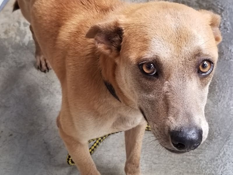 ミックス犬(メス・成犬・茶)、中型, 施設番号 …6002. 顔のアップです。