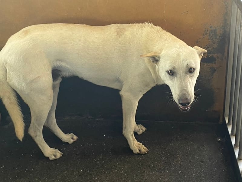 ミックス犬(オス・成犬・白)、大型, 施設番号 …8017. 全身です。