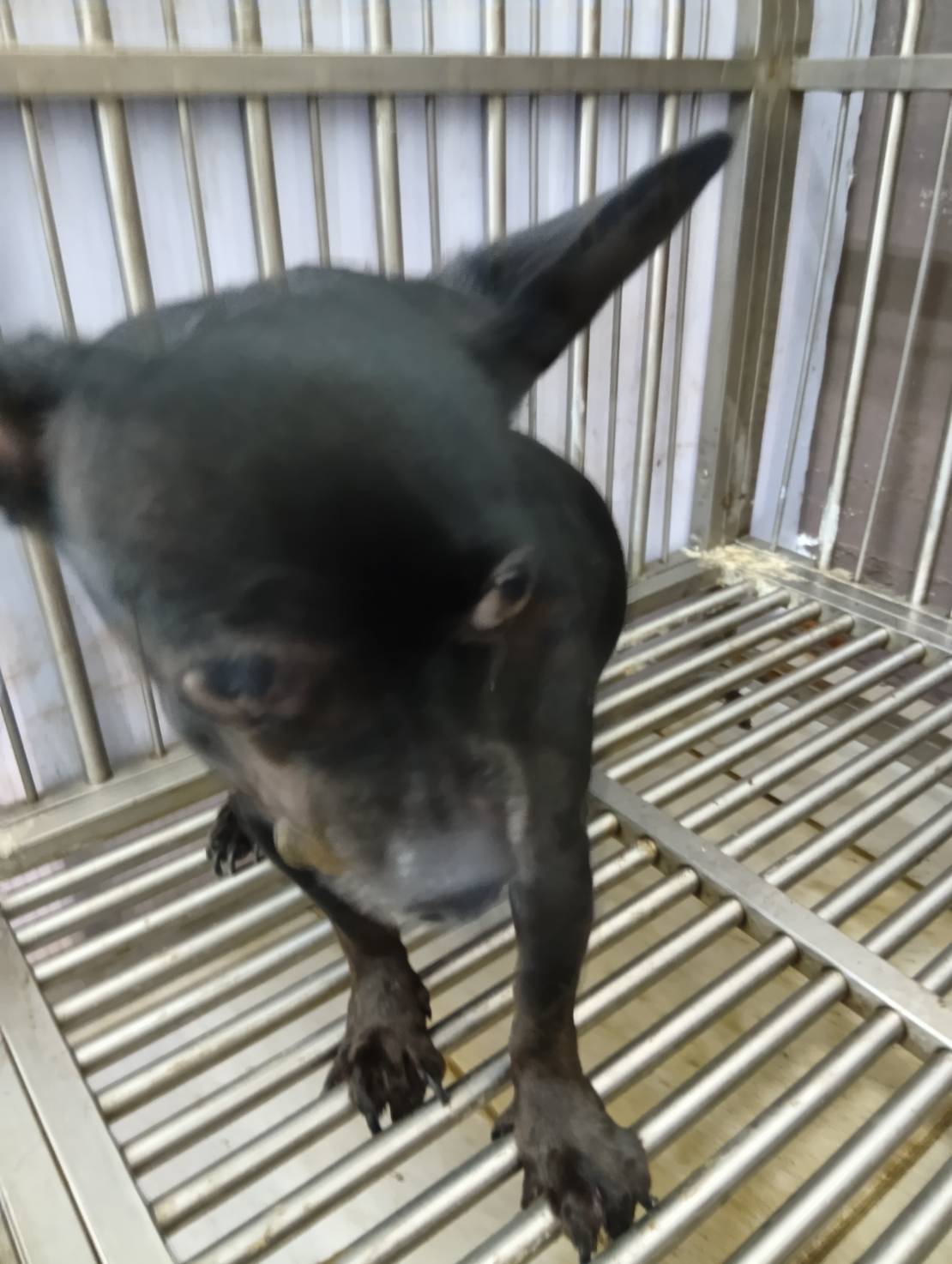 Chihuahua hembra adulta (negro), Pequeño, refugio n.º …6002. Más cerca de la cara.