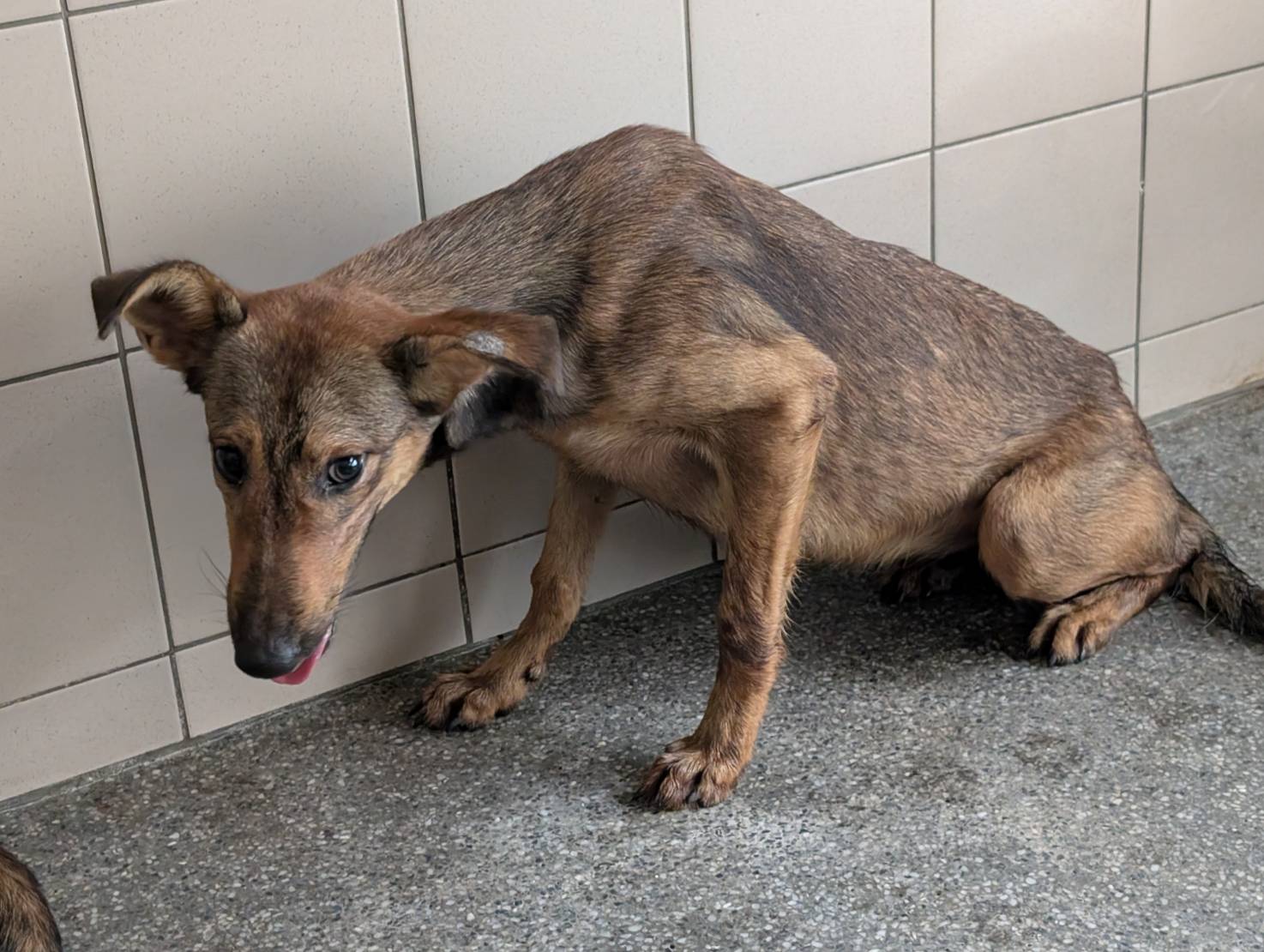Perra mestiza hembra adulta (canela), Grande, refugio n.º …0112. Más cerca de la cara.