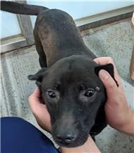 Black adult female mixed-breed dog, Medium, shelter no. …9001