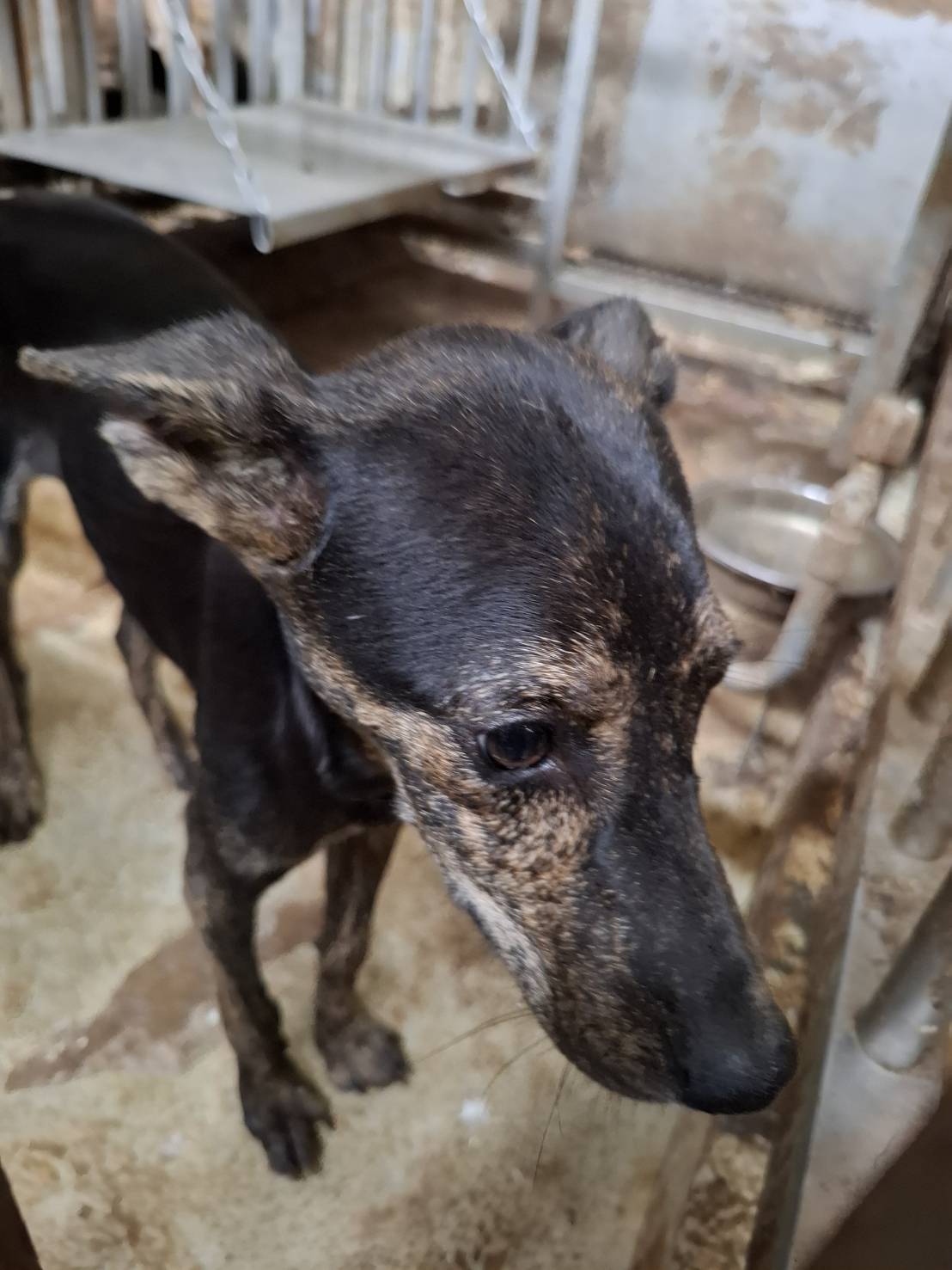 Chienne croisée femelle jeune (noir et fauve), Petit, refuge n° …1-03. Plus près du visage.