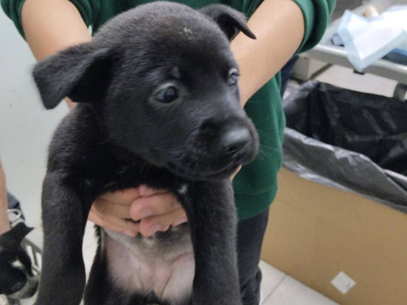 ミックス犬(メス・若い・黒)、小型, 施設番号 …0001. 全身です。