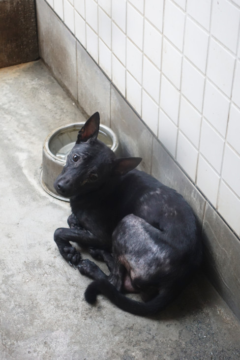 ミックス犬（メス・成犬・黒）、大型, 施設番号 …0303. 全身です。