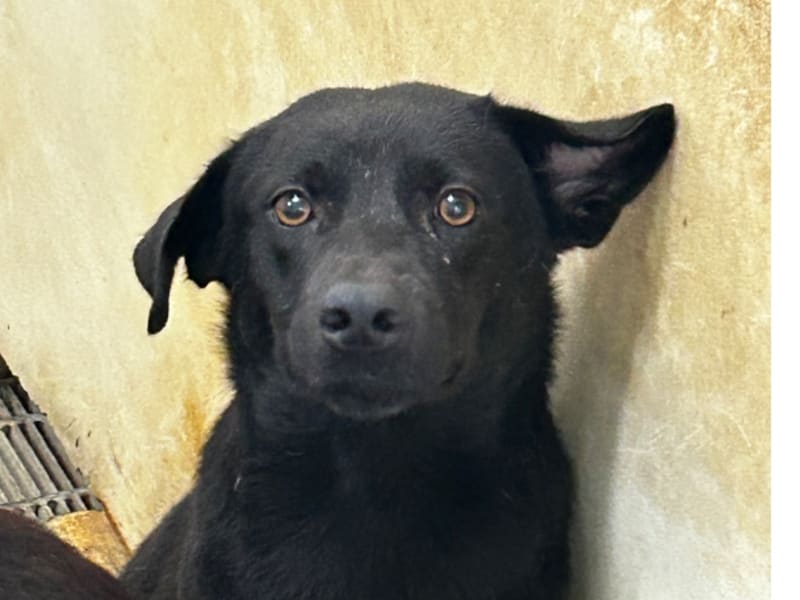 ミックス犬（オス・成犬・黒と白）、大型, 施設番号 …4011. 全身です。