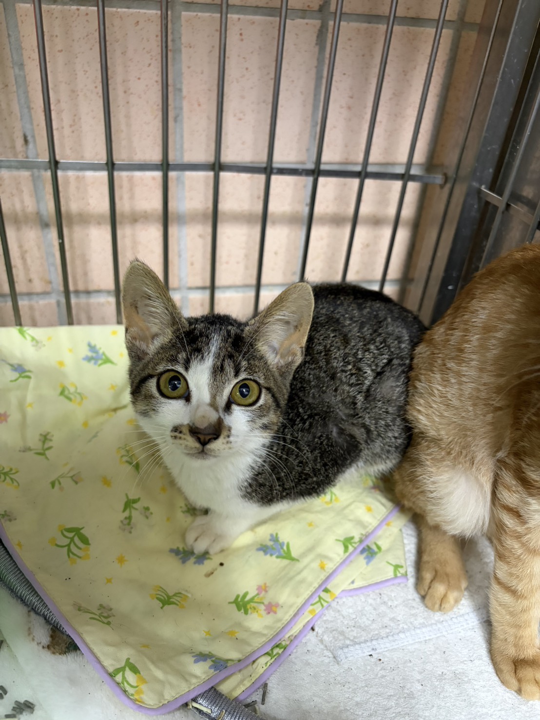 Gata mestiza hembra joven (atigrado y blanco), Pequeño, refugio n.º …3001. Más cerca de la cara.