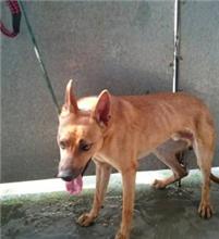 Tan adult male mixed-breed dog, Medium, shelter no. …2005