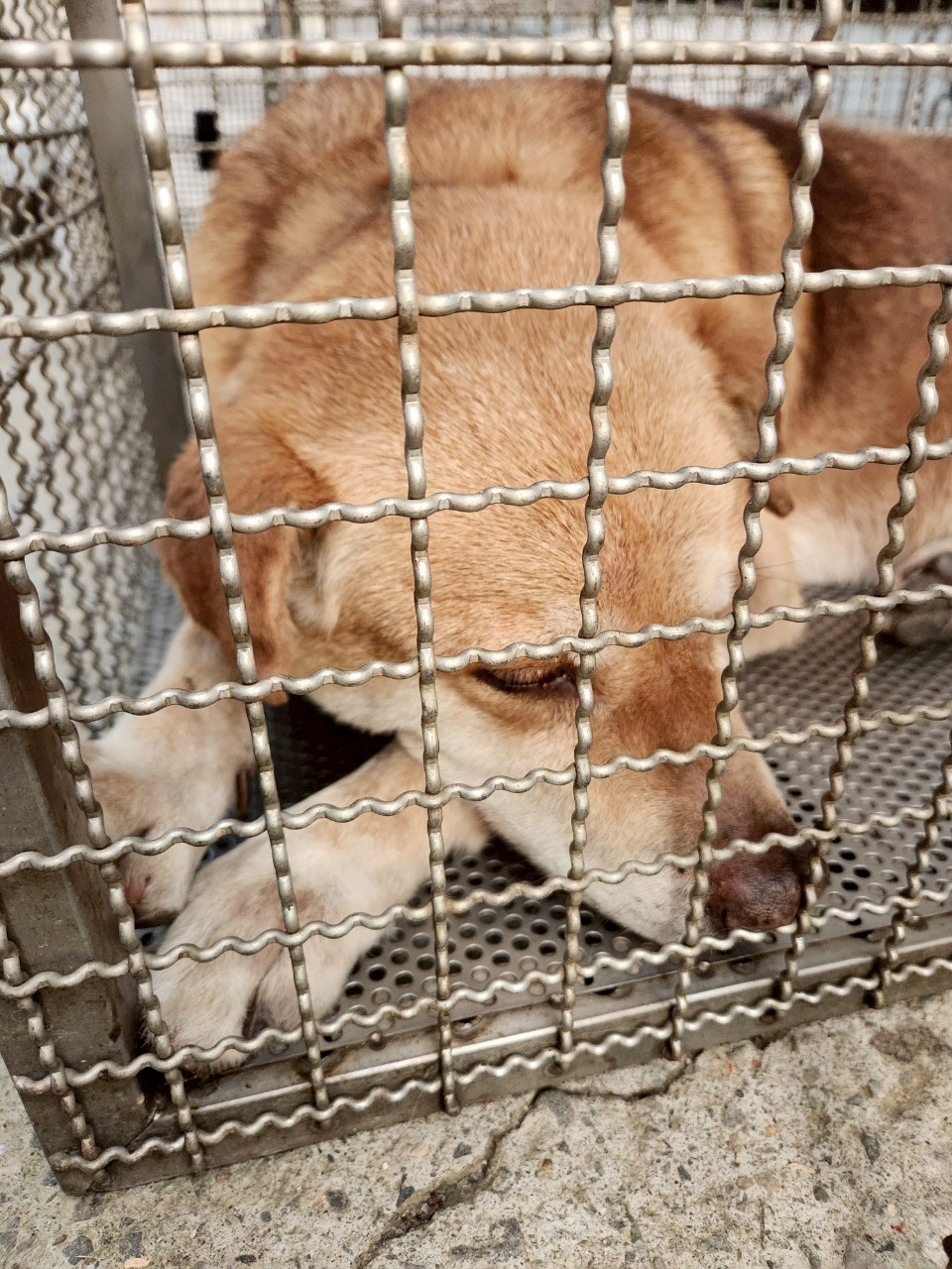 Perro mestizo macho adulto (canela), Mediano, refugio n.º …6001. Más cerca de la cara.