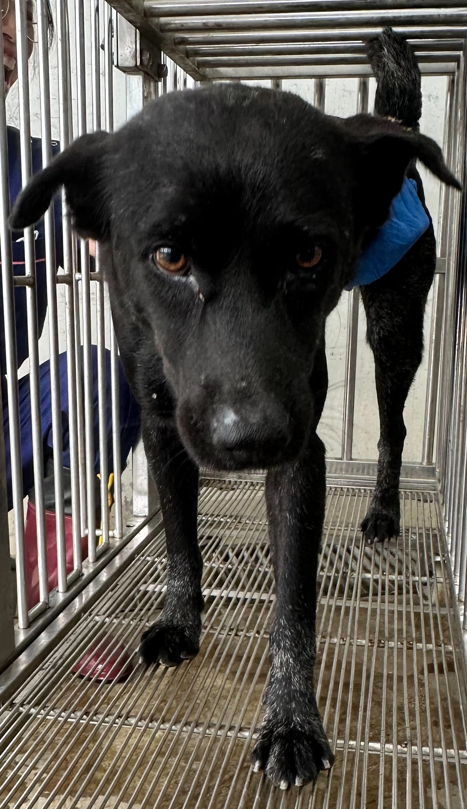Black adult male mixed-breed dog, Medium, shelter no. …7004