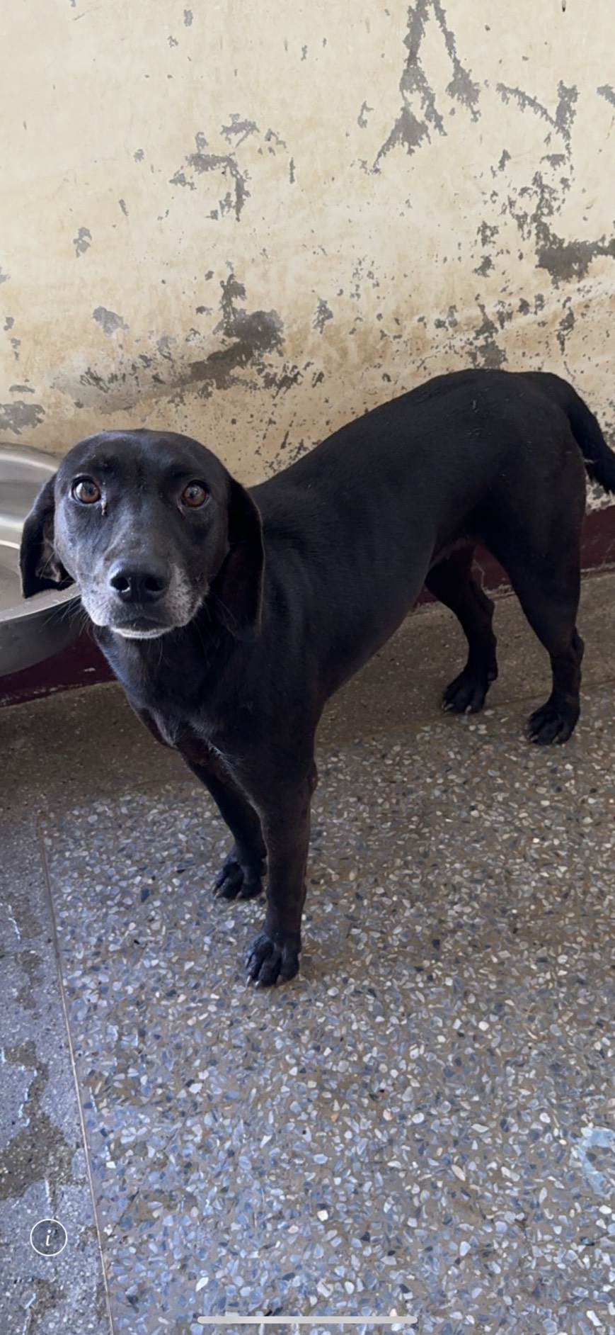 ミックス犬(メス・成犬・黒)、大型, 施設番号 …8021. 全身です。