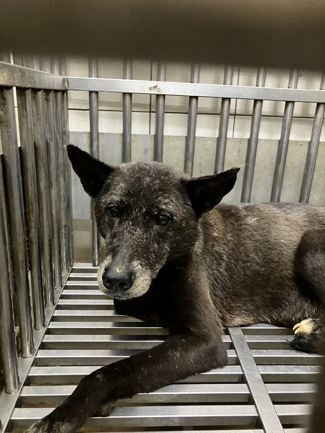 Black adult female mixed-breed dog, Large, shelter no. …2001