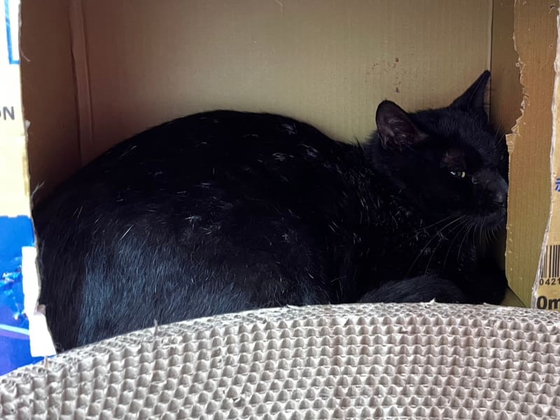 ミックス猫（オス・成猫・黒）、中型, 施設番号 …3002. 全身です。