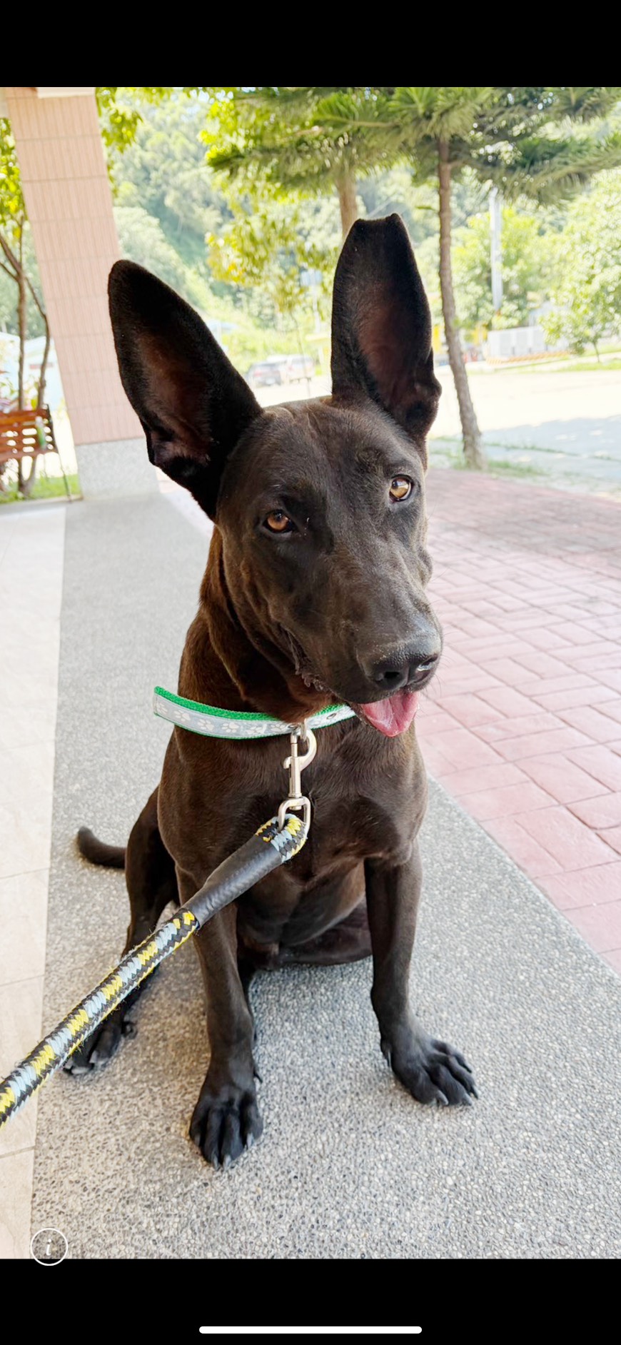 Black adult male mixed-breed dog, Large, shelter no. …3003