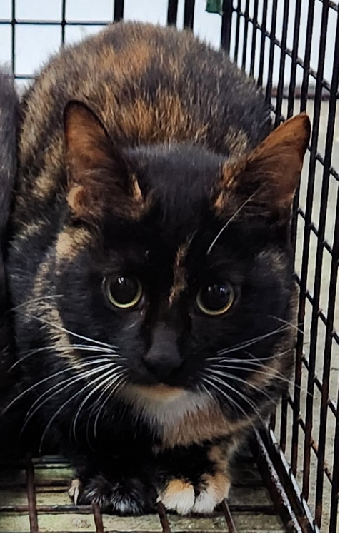 Pusang halo ang lahi (Babae, Matanda na), Katamtaman, blg. ng shelter …2002. Mas malapit sa mukha.