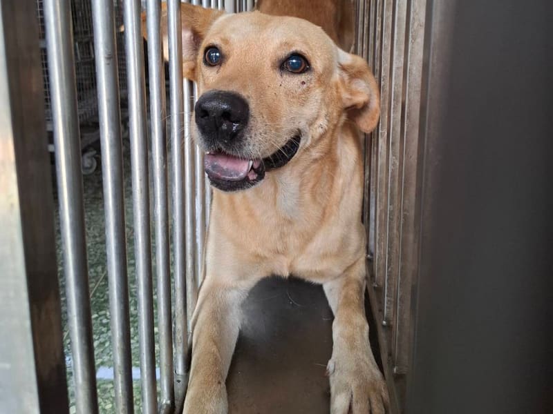 ミックス犬(オス・成犬・茶)、中型, 施設番号 …6-01. 全身です。