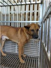 ミックス犬（オス・成犬・茶）、大型, 施設番号 …5019