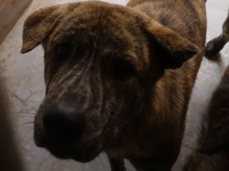 ミックス犬（オス・成犬・トラ）、大型, 施設番号 …0319. 顔のアップです。