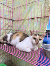Gata mestiza hembra adulta (tricolor), Pequeño, refugio n.º …1001