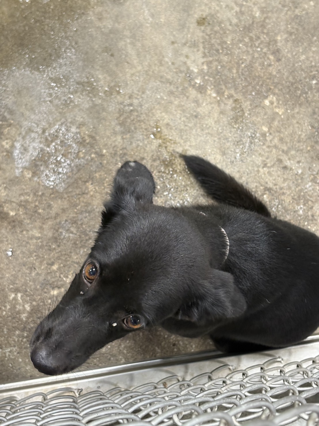 Black adult female mixed-breed dog, Medium, shelter no. …0002