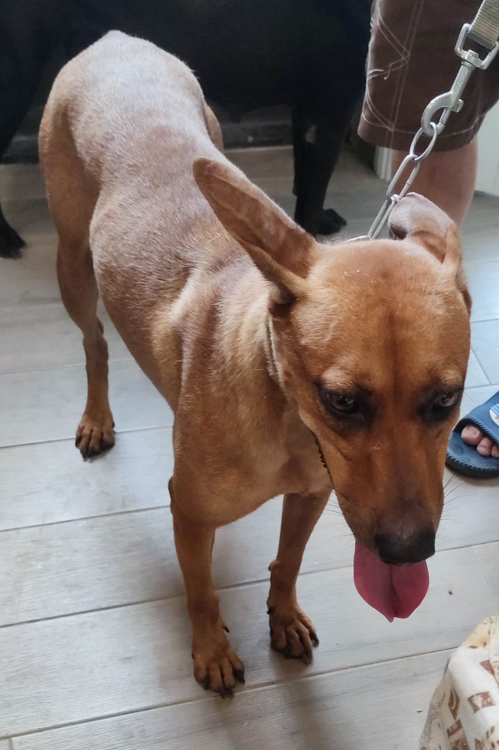 ミックス犬（メス・成犬・茶）、中型, 施設番号 …7001. 顔のアップです。