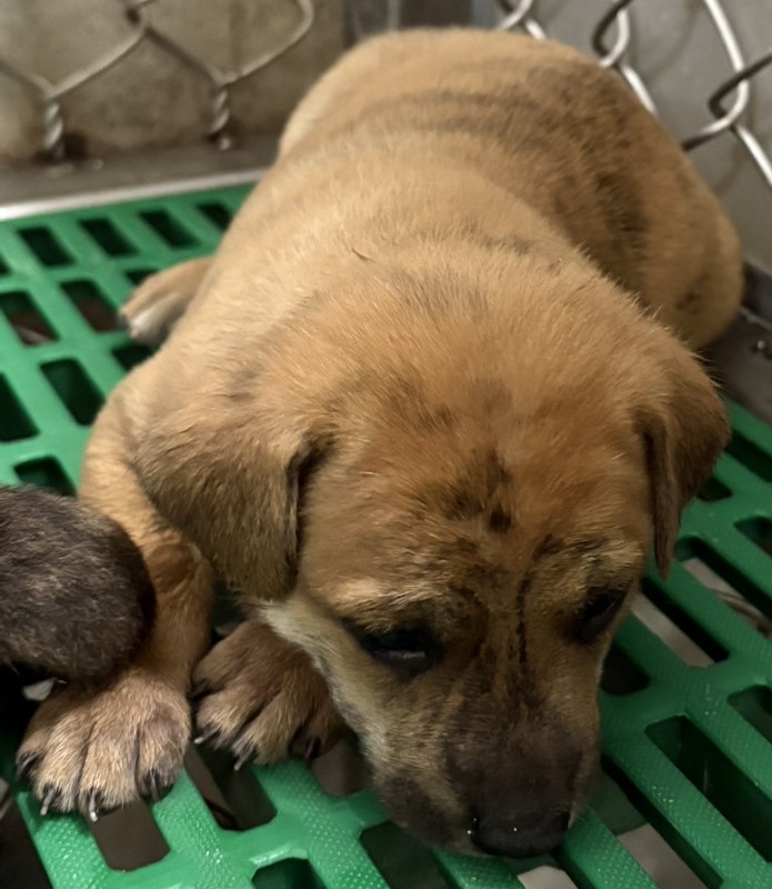 Tan tabby young male mixed-breed dog, Small, shelter no. …8012. Closer on the face.