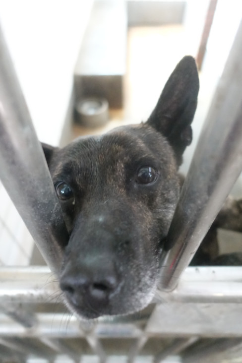 ミックス犬(オス・成犬・トラ)、大型, 施設番号 …2334. 顔のアップです。