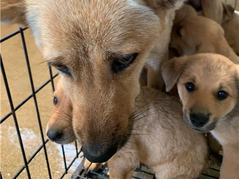 ミックス犬(メス・成犬・茶)、大型, 施設番号 …0066. 顔のアップです。