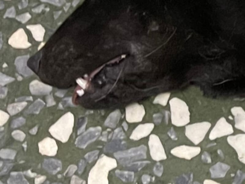 ミックス犬（メス・成犬・黒）、大型, 施設番号 …006D. 顔のアップです。