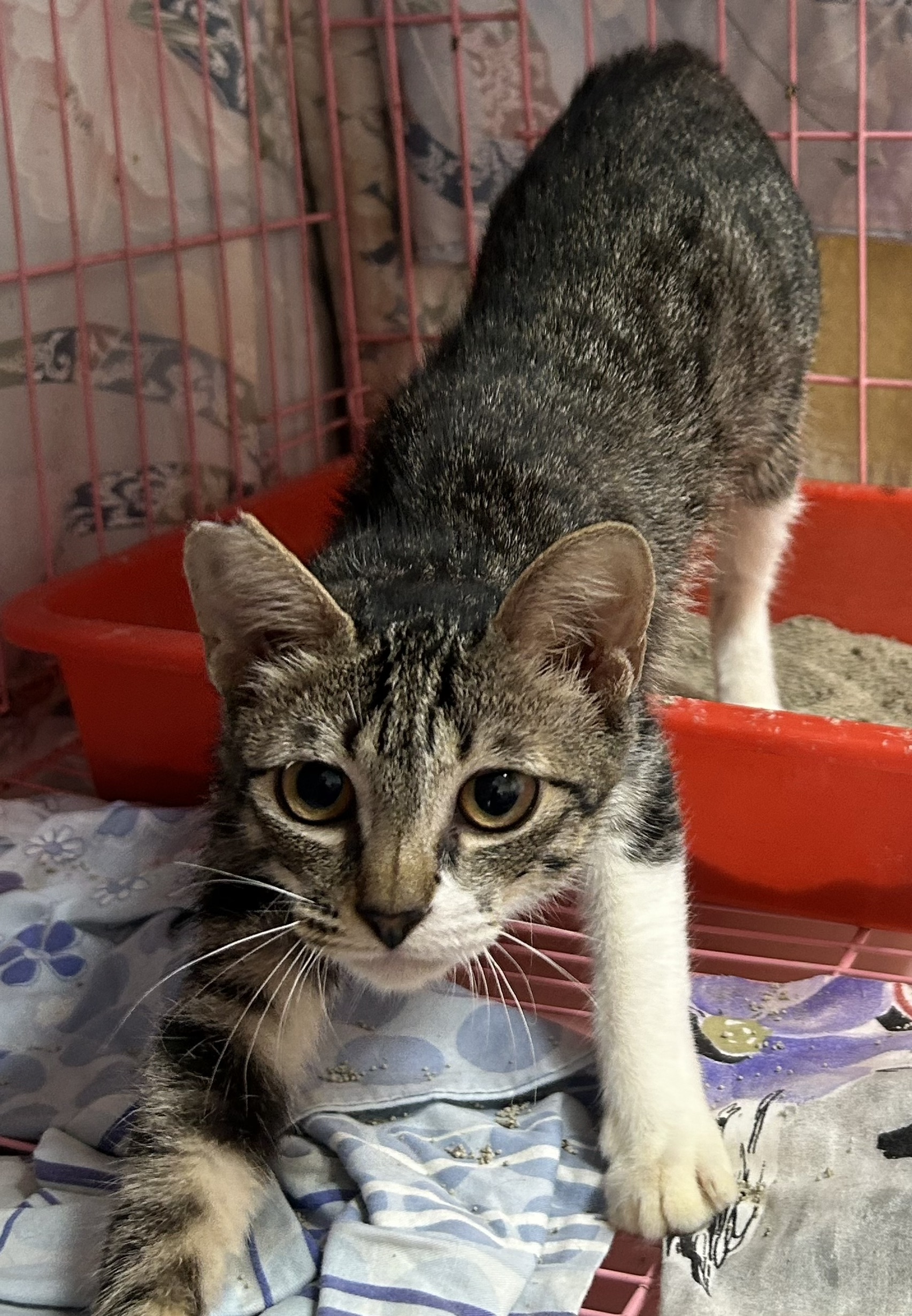 ミックス猫(メス・若い・トラ)、小型, 施設番号 …1005. 顔のアップです。