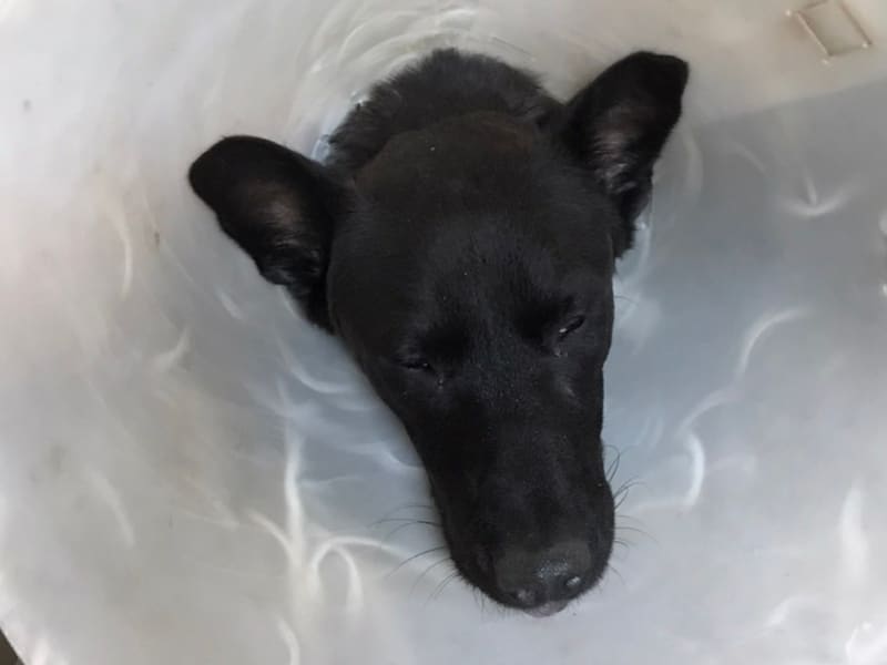 Black adult male mixed-breed dog, Medium, shelter no. …6001. The whole animal.