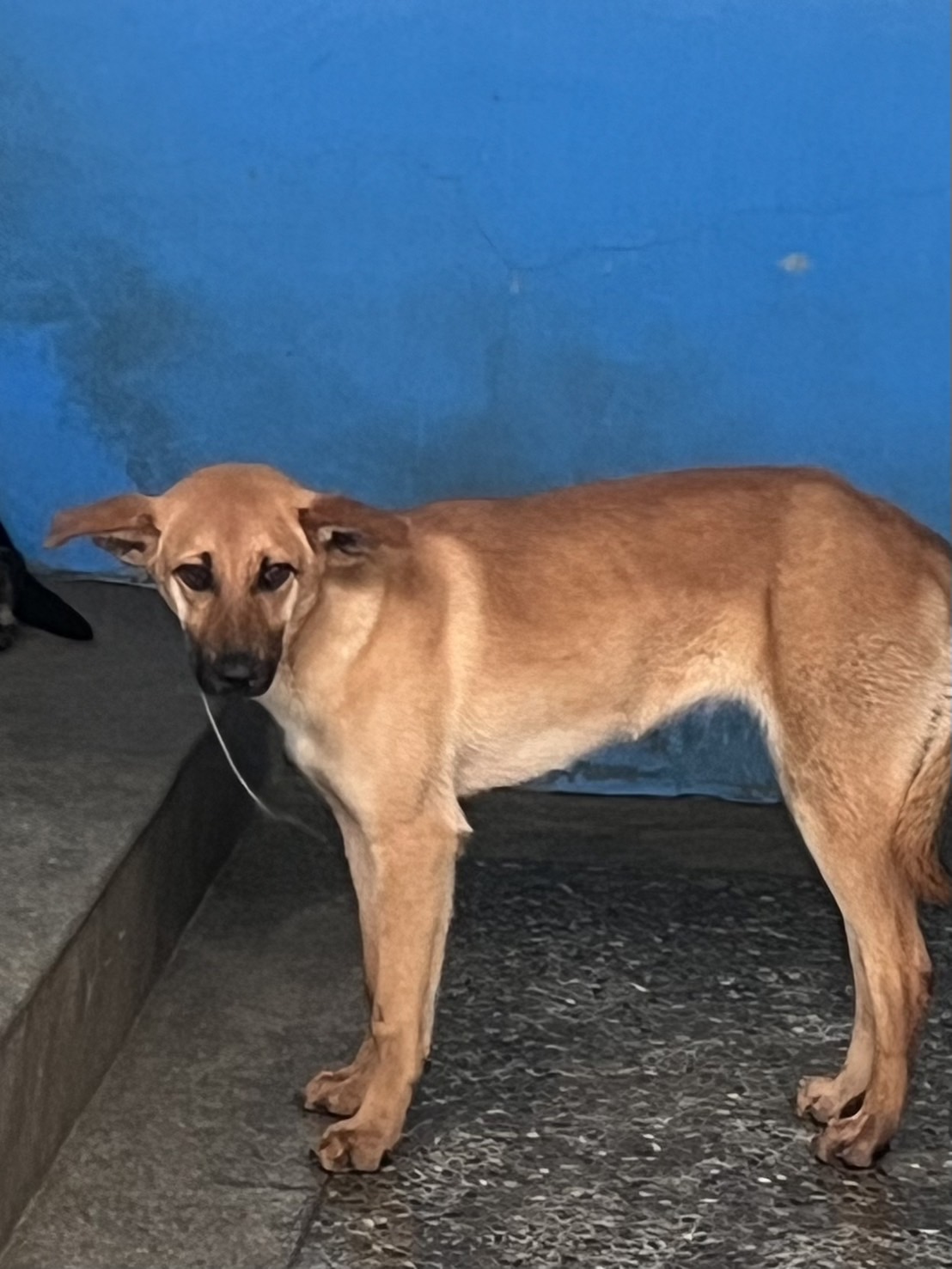 ミックス犬（メス・成犬・茶）、大型, 施設番号 …3008. 全身です。