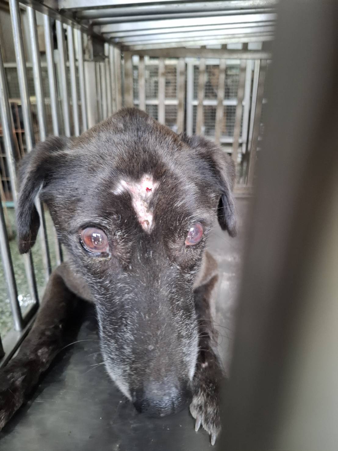 ミックス犬(オス・成犬・黒)、中型, 施設番号 …4-04. 顔のアップです。