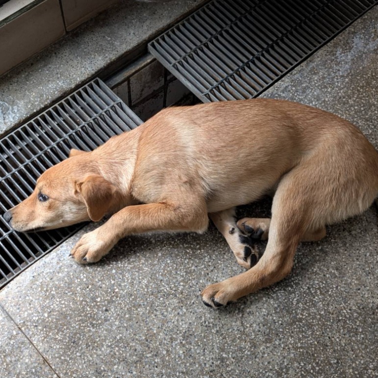 Perra mestiza hembra adulta (canela), Grande, refugio n.º …2405. Más cerca de la cara.