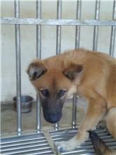 ミックス犬（オス・成犬・茶）、大型, 施設番号 …0066