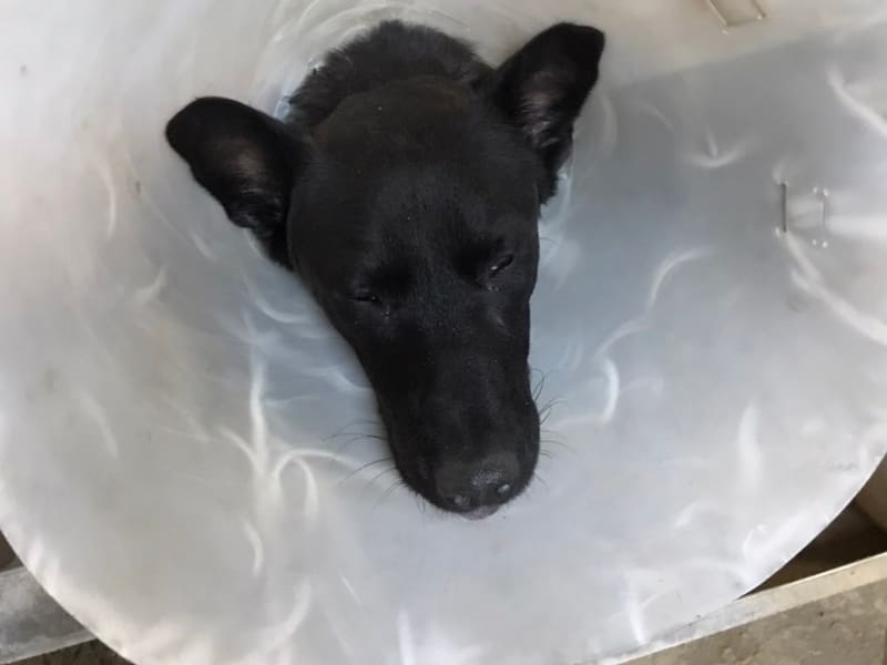 Black adult male mixed-breed dog, Medium, shelter no. …6001. Closer on the face.