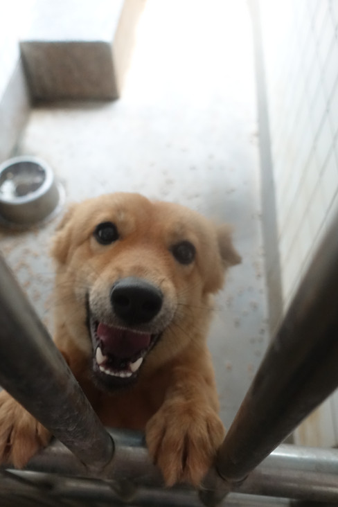 ミックス犬(メス・成犬・茶)、大型, 施設番号 …0542. 顔のアップです。