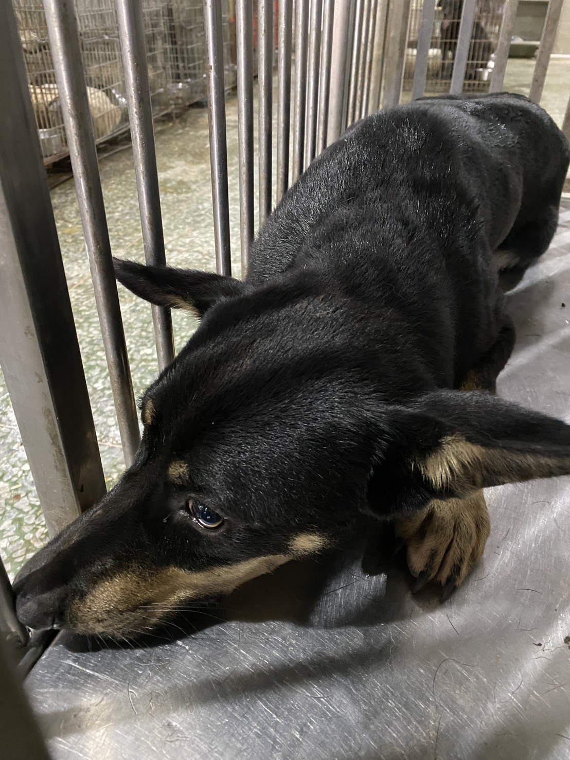 黑黃色成年公混種犬，中型, 收容編號 …8-07