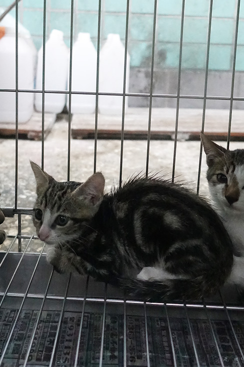 Tabby-and-white young mixed-breed cat, Medium, shelter no. …1733