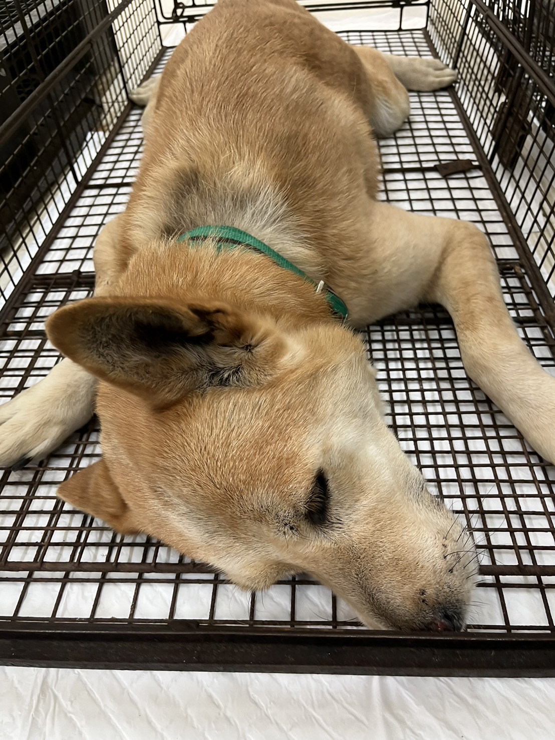 棕色成年公混种犬,中型, 收容编号 …1D01. 脸部特写。