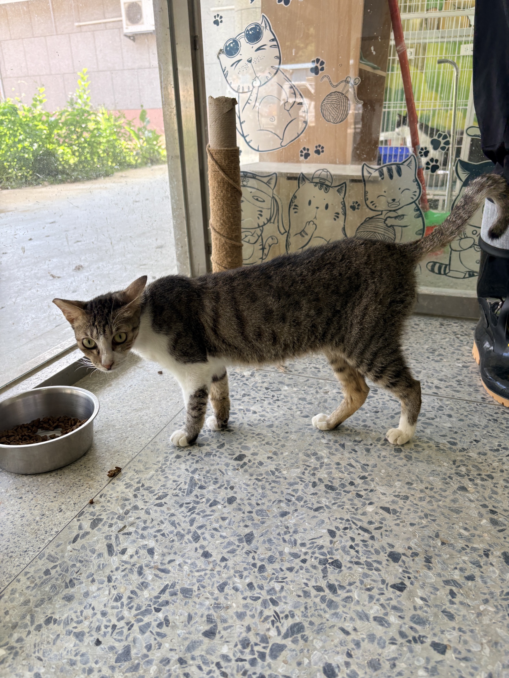 Gata mestiza hembra adulta (atigrado y blanco), Mediano, refugio n.º …9004. Más cerca de la cara.