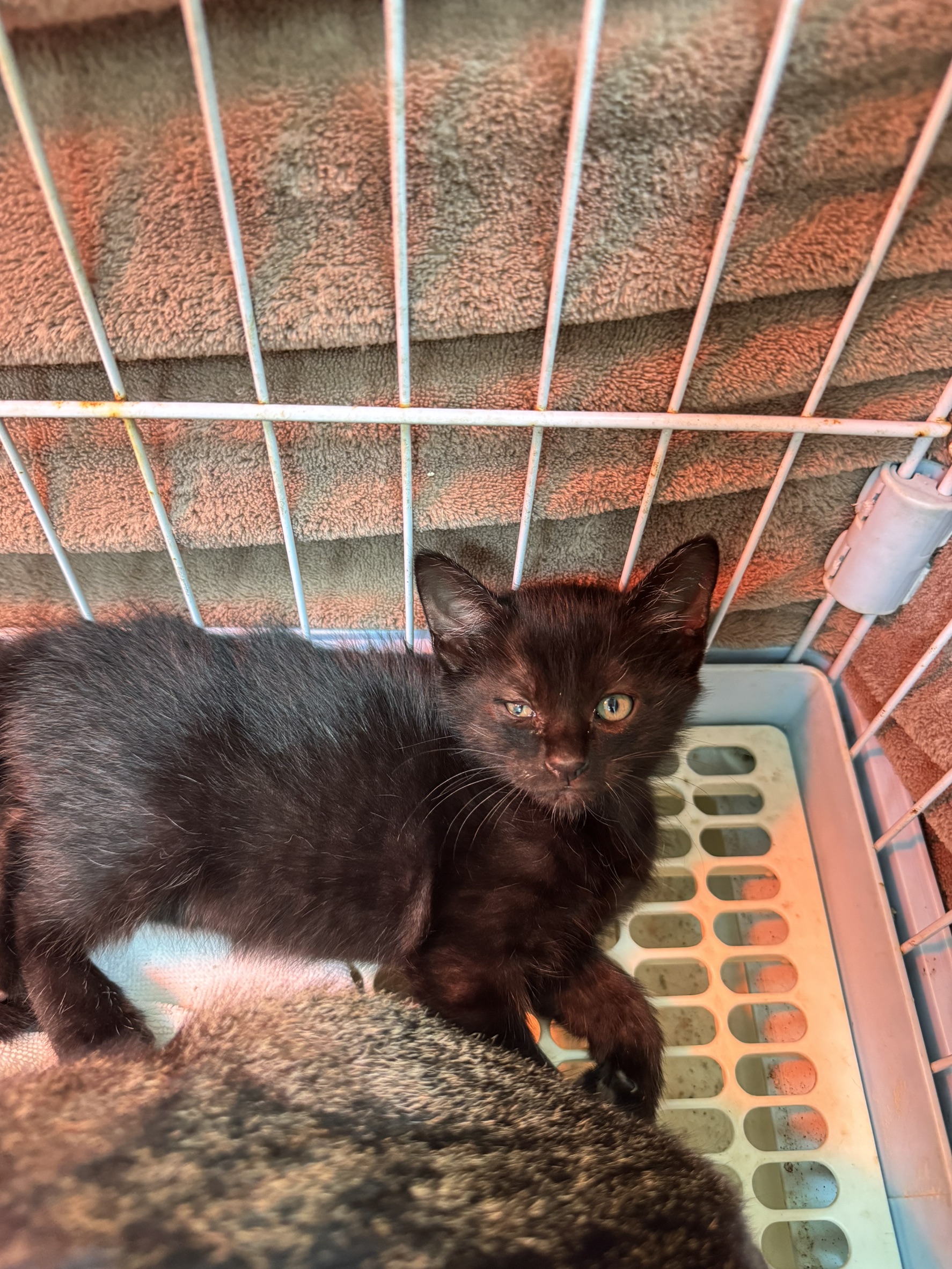 Black young male mixed-breed cat, Small, shelter no. …1009. The whole animal.