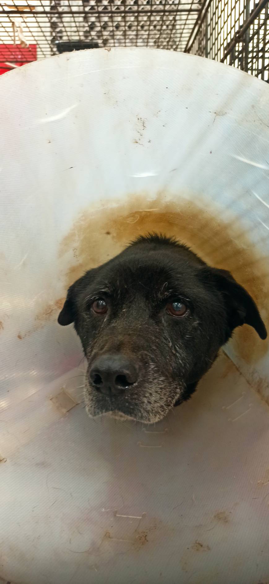 ミックス犬（メス・成犬・黒）、中型, 施設番号 …0D01