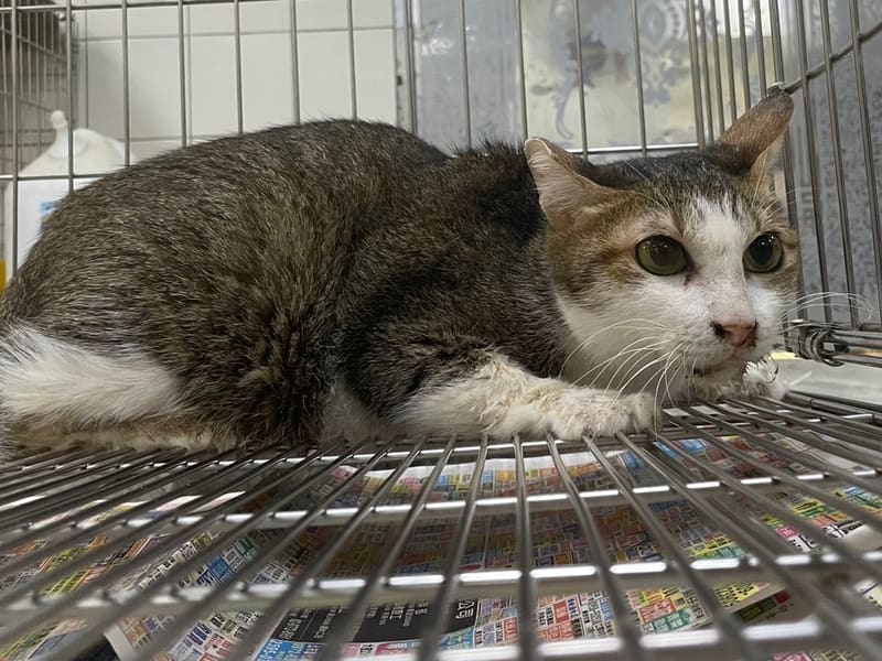 Gata mestiza hembra adulta (atigrado y blanco), Mediano, refugio n.º …0001. Más cerca de la cara.