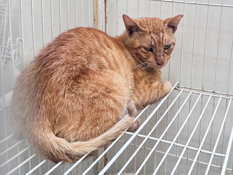 ミックス猫（オス・成猫・茶）、大型, 施設番号 …1004. 全身です。