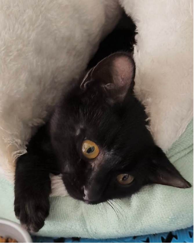 Gato mestizo macho adulto (negro), Mediano, refugio n.º …7006. Más cerca de la cara.