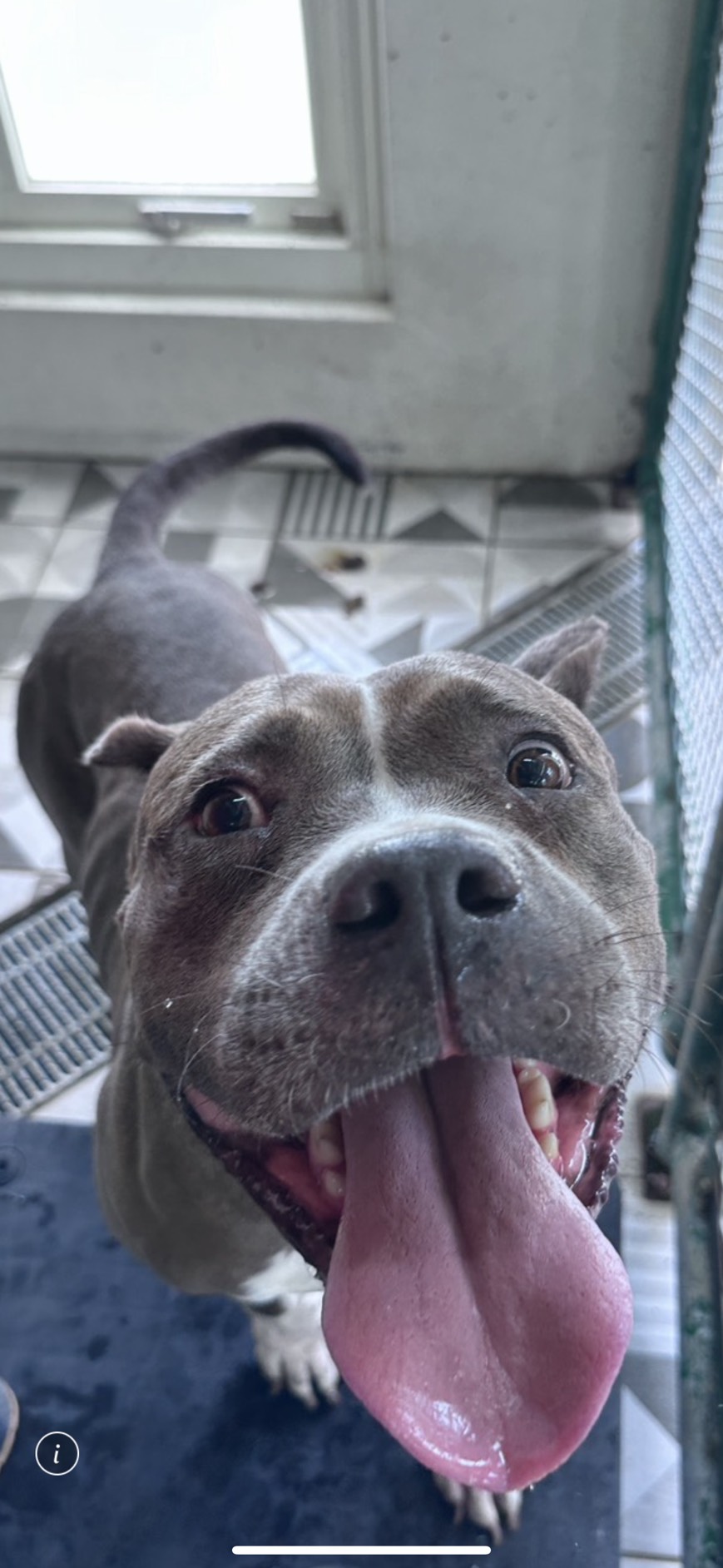 Brown-and-white adult female American Pit Bull Terrier, Large, shelter no. …8004