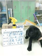 ミックス犬(メス・黒)、大型, 施設番号 …040D