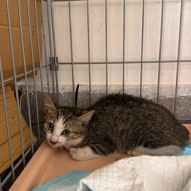 Tabby-and-white young male mixed-breed cat, Small, shelter no. …4001